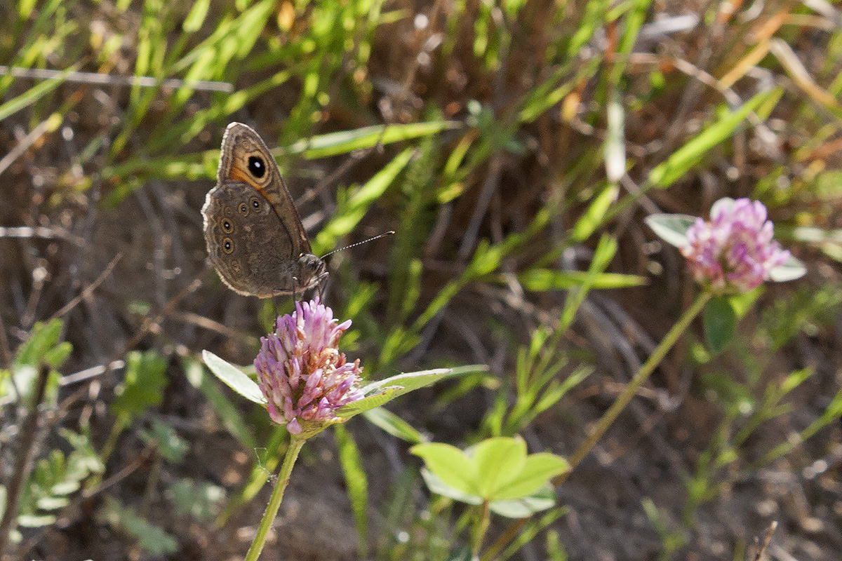 Lasiommata maera?